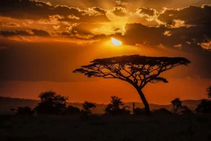 tendances d'externalisation en Afrique